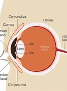 Image result for Eye Structure Retina