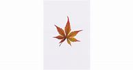 Image result for Maple Leaf iPhone Wallpaper