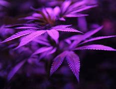 Image result for Black Marijuana Plant