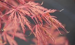 Image result for Acer palmatum Crimson Queen
