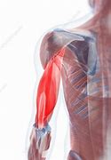 Image result for Muscle Groups Biceps Black and White