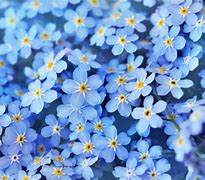 Image result for Child in a Field of Forget Me Nots