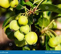 Image result for Small Green Oblong Apple Looking Tree