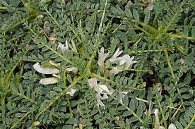 Image result for Astragalus tragacantha