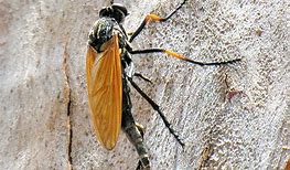 Image result for "robber-flies"
