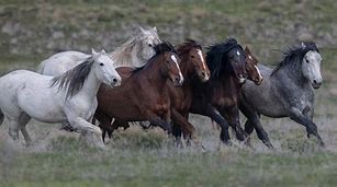 Image result for Wild Horses Running Nature