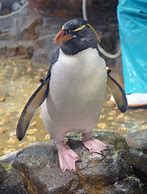 Image result for Osaka Aquarium Kaiyukan Penguin
