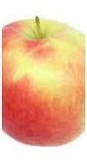 Image result for Apple Fruit Comparison