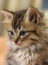 Image result for Cute Fat Fluffy Kittens