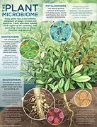 Image result for 30 Plants a Week Microbiome