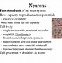 Image result for Satellite Cells in PNS