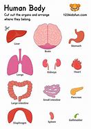 Image result for Printable Life-Size Body Organ Stomach