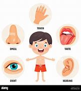 Image result for Five Senses Body Parts Person