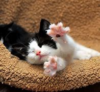 Image result for Cute Cats Funny