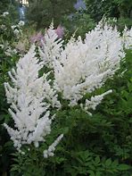 Image result for Astilbe Diamant (Arendsii-Group)