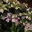 Image result for Hydrangea macrophylla Blueberry Cheesecake (r)