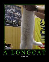 Image result for Longcat Meme