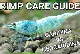 Image result for Caridina Shrimp vs Neocaridina