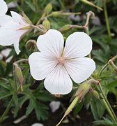 Image result for Geranium clarkei Kashmir White