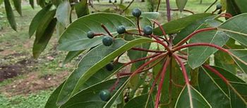 Image result for aguacayillo