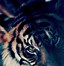 Image result for Asian Style Tiger iPhone