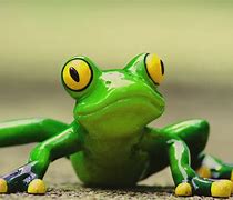 Image result for Funny Toad Pictures