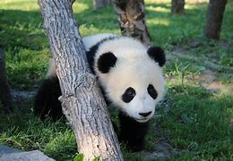 Image result for Panda in Zoo