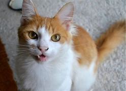 Image result for Cat with X Mouth