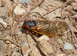Image result for "periodical-cicada"