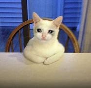 Image result for Sad Cat Sitting Meme
