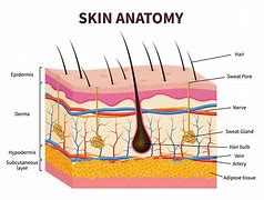 Image result for Skin Layers Schematic