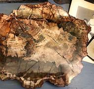 Image result for Fossilized Wood