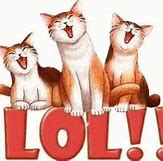Image result for Animated LOL Cats