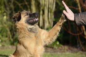 Image result for Positive Dog Training
