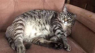Image result for 25 Pound Cat