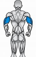 Image result for Triceps Black and White