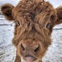 Image result for Weird Funny Cows