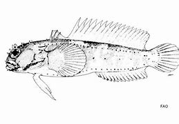 Image result for Batrachoididae