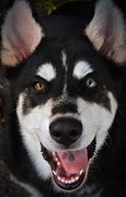 Image result for Silly Husky