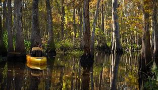 Image result for Swamp Photography