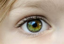 Image result for Eye in a High Quality Camera