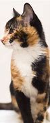 Image result for Unusual Calico Cats