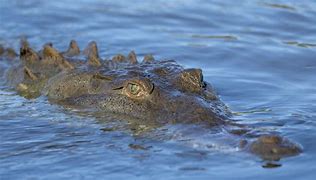 Image result for Florida Crocodile