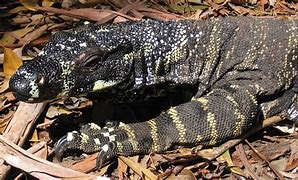 Image result for A Big Lizard