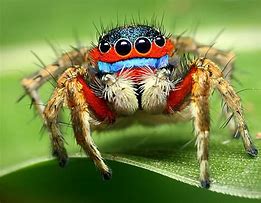 Image result for The Most Scariest Spider in the World