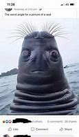 Image result for Unflattering Seal