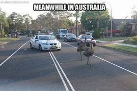 Image result for Aussie Car Memes