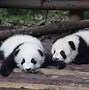 Image result for Panda Park in Blackwater QLD