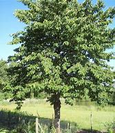 Image result for Prunus avium Tôt et Tard