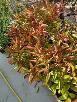Image result for Weigela florida Wings of Fire